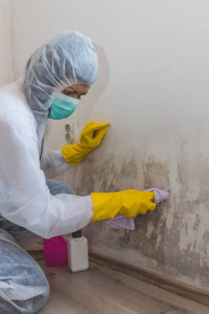 Environmental Consulting for Mold Prevention in Franklin, KY